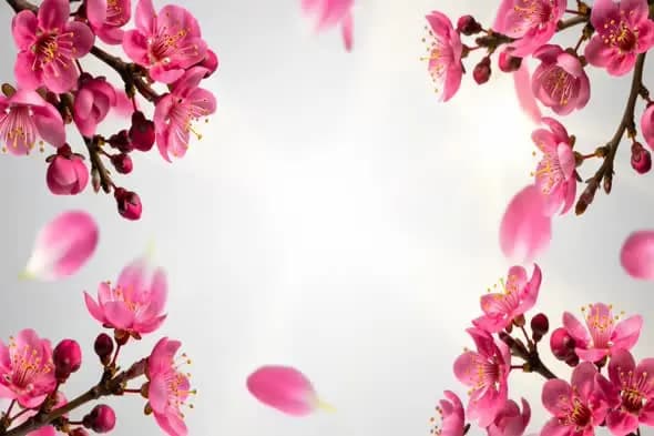 Cherry Blossom Petals Falling in Soft Light Animation Background