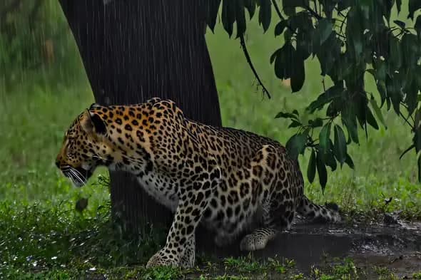 Majestic Leopard Prowling Rainy Jungle Dramatic Wildlife Scene