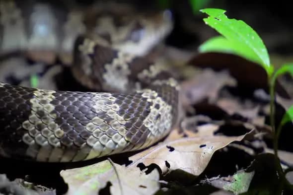 Night Forest Snake Close-Up with Scaly Texture and Foliage