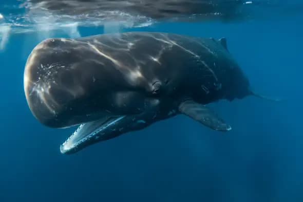 Majestic Whale Underwater