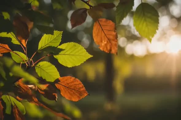 Sunlit Autumn Leaves Changing Colors Nature Scenery