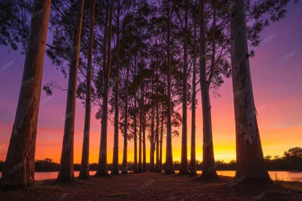 Twilight Grove Silhouette