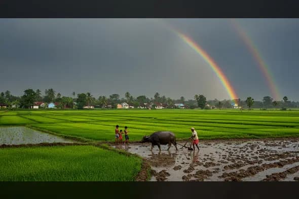 Indian Farmer with Buffalo Under Double Rainbow in Paddy Fields