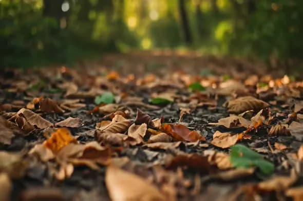 Autumn Forest Floor Covered in Fallen Leaves