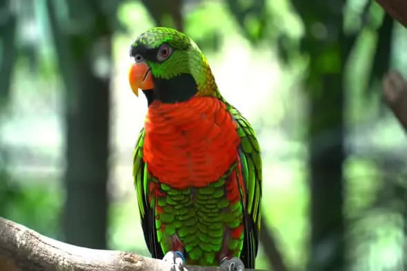 Vibrant Parrot Perched in Tropical Setting