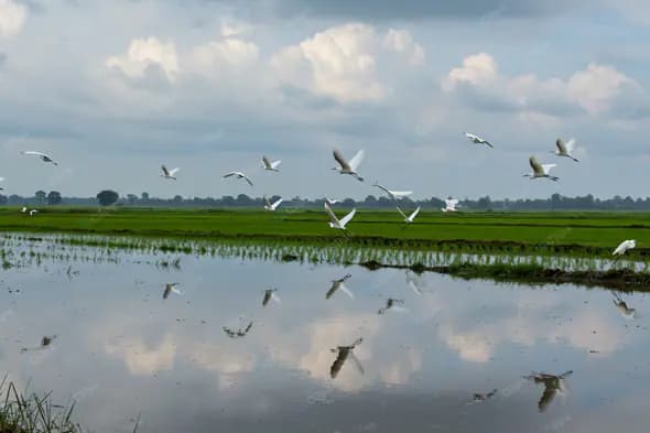 Egrets in Flight Over Rice Paddy