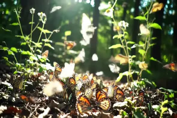 Ethereal Butterfly Gathering