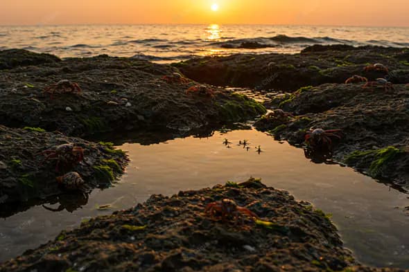 Coastal Tidepool at Golden Hour