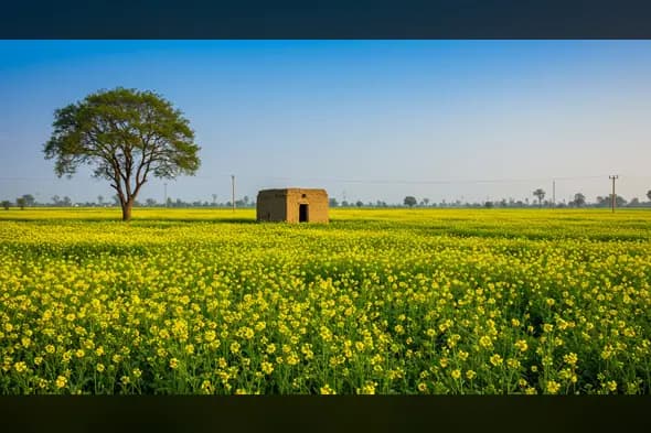 Blooming Mustard Field with Lone Tree & Hut in Rural India | AIClips Countryside Scene