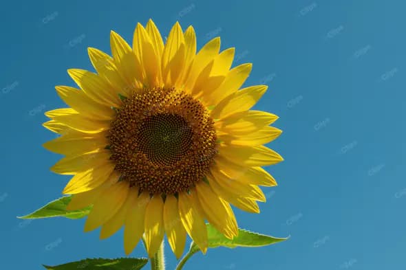 Vibrant Sunflower Against Azure Sky