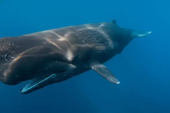 Majestic Sperm Whale Underwater