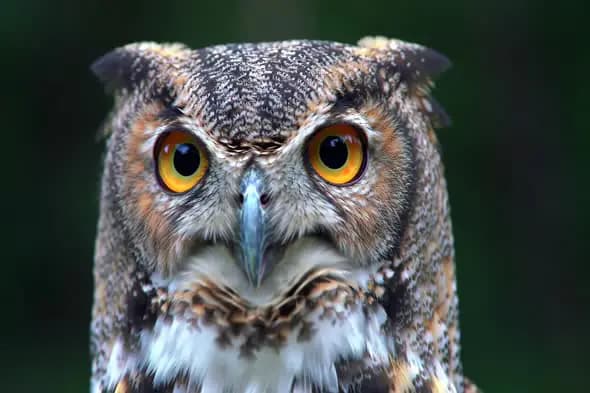 Close-Up of Majestic Owl with Bright Yellow Eyes