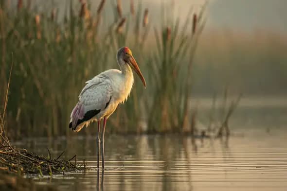 Indian Painted Stork Standing Gracefully in Wetland During Golden Hour
