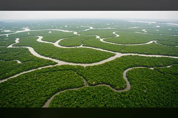 Aerial Shot of Vast Mangrove Wetlands with Serpentine Waterways