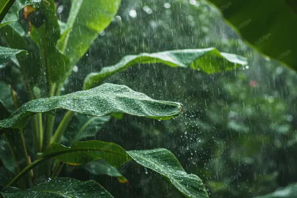Tropical Foliage Rainstorm