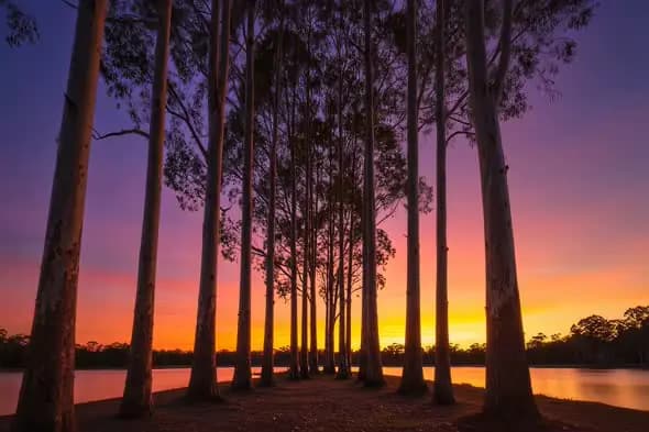 Sunset Silhouettes Eucalyptus Grove Lakeside Scenic Landscape