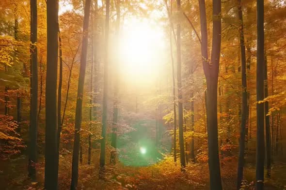 Golden Autumn Forest Sunlight Streaming Through Trees