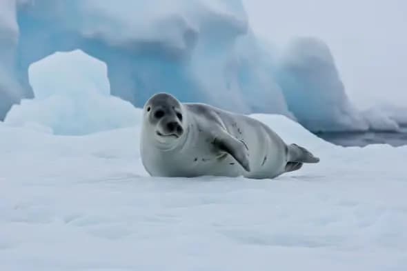 Playful Seal on Arctic Ice