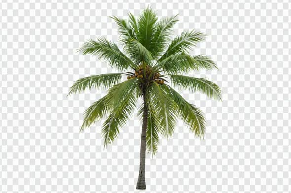 Lush Tropical Coconut Palm Tree Isolated PNG
