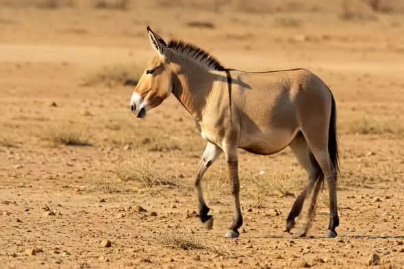 Wild Donkey in Desert Landscape