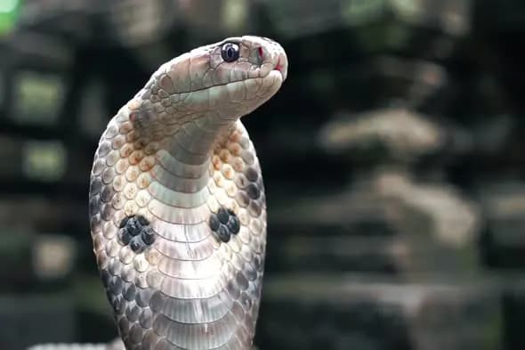 Close-up of Indian Cobra with Hood Spread in Temple Background
