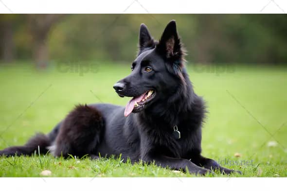 Relaxed Black German Shepherd in Green Field