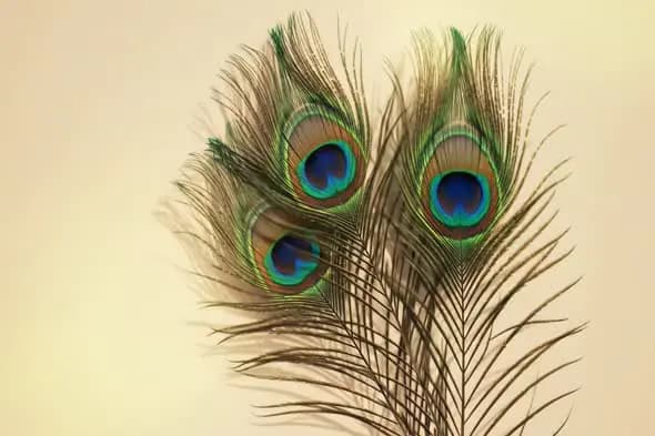 Triple Peacock Feathers with Warm Light for Indian Cultural Visuals