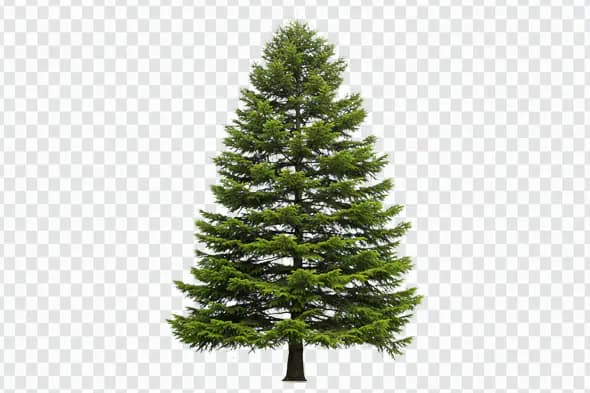 Majestic Coniferous Evergreen Tree Isolated PNG Clipart