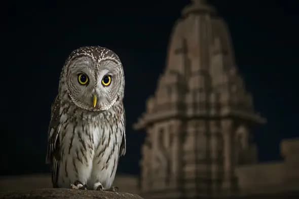 Mystic Owl at Night in Front of Ancient Indian Temple