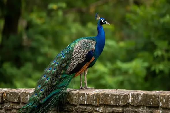 Peacock perched on stone wall