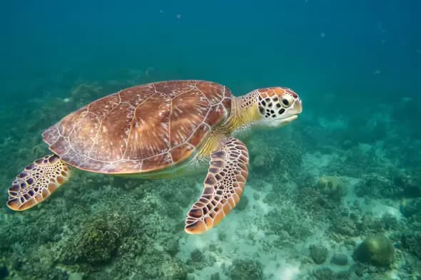 Graceful Sea Turtle Gliding Underwater