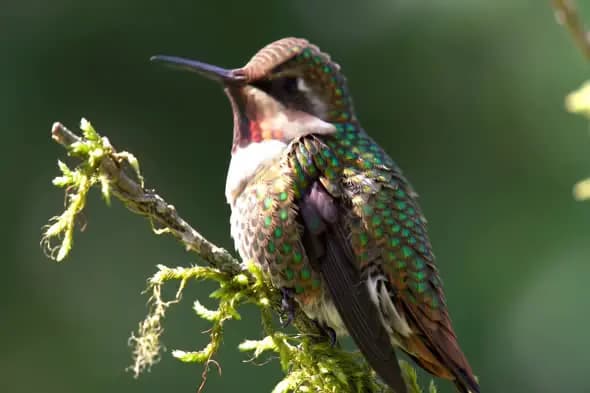 Iridescent Hummingbird Close-up
