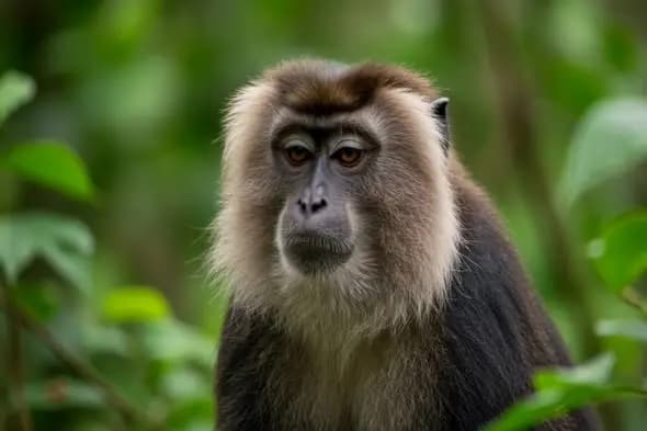 Closeup of monkey in green jungle