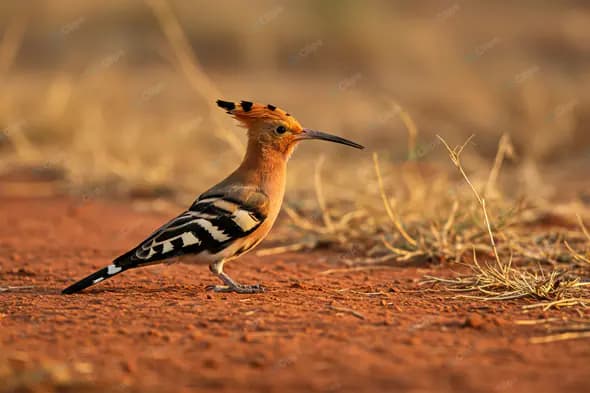Vibrant Hoopoe on Arid Ground