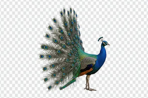 Majestic Peacock Displaying Vibrant Plumage PNG Clipart