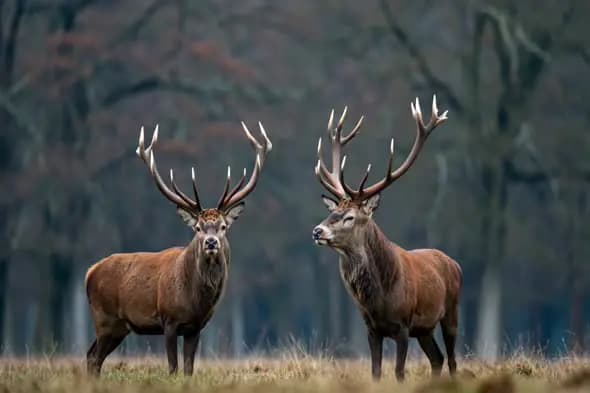 Majestic Red Deer Stags in Autumn Forest