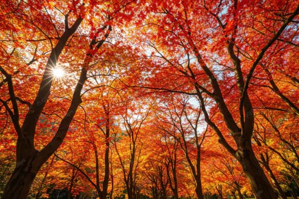 Fiery Autumn Canopy