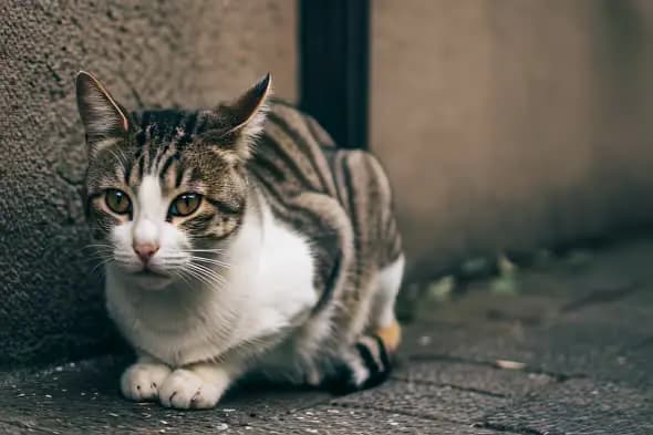 Captivating Tabby Cat Resting in Urban Alleyway Setting
