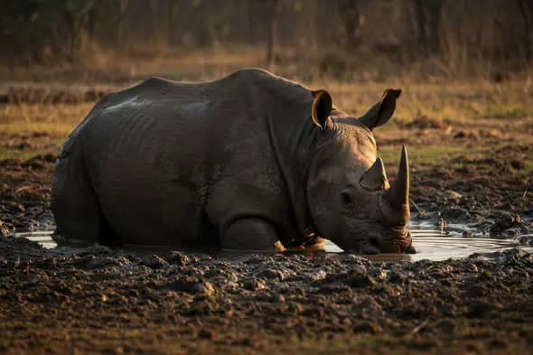 Rhinoceros Relaxing in Muddy Water