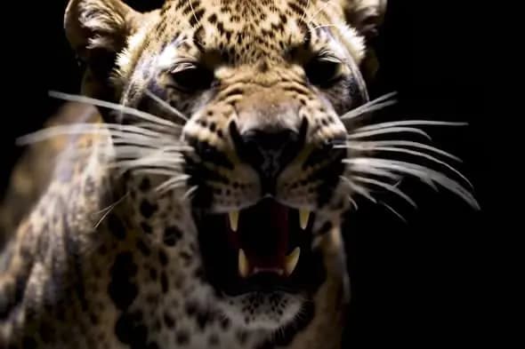 Fierce Leopard Close-up