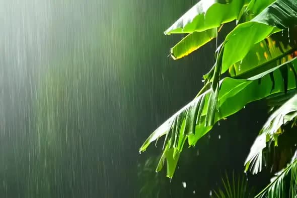Tropical Downpour on Lush Banana Leaves Ambiance