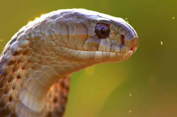 Extreme Close-Up of Indian Cobra in Natural Sunlight with Golden Background