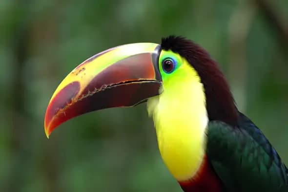 Vibrant Toucan Close-up