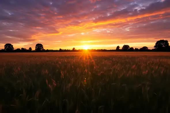 Golden Wheat Field Sunset Landscape Cinematic Backdrop