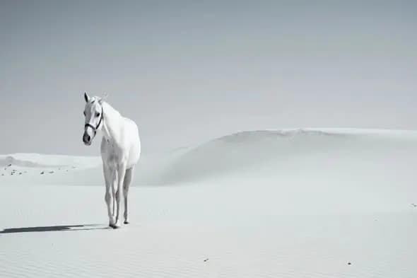 Solitary White Horse in Desert Dunes