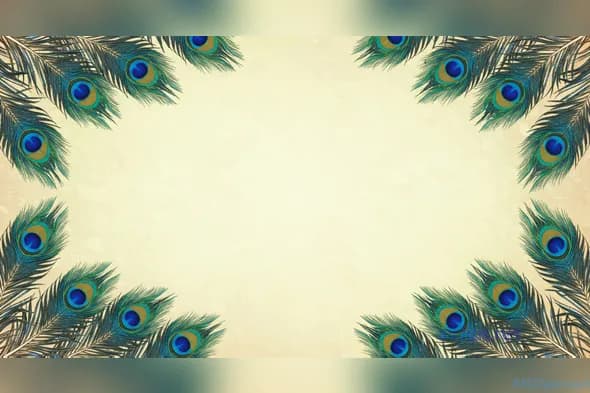 Elegant Peacock Feather Background for Various Uses