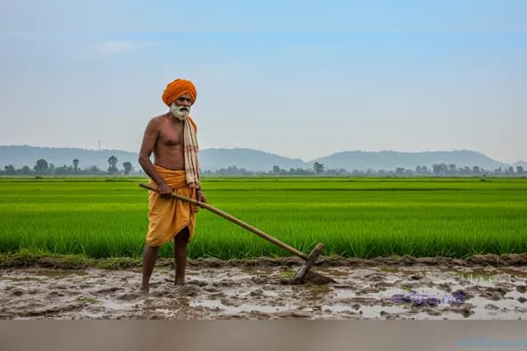 Traditional Farmer Working in Lush Green Field
