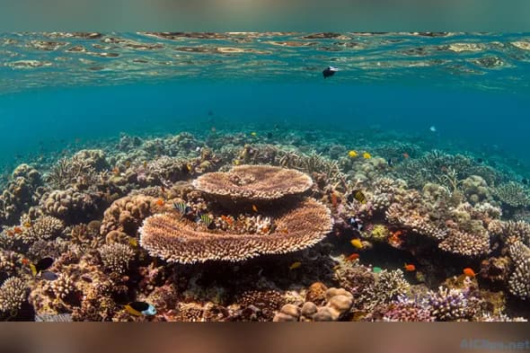Vibrant Coral Reef Underwater Scene for Commercial Use