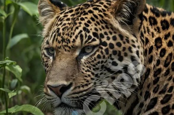 Majestic Leopard in the Wild