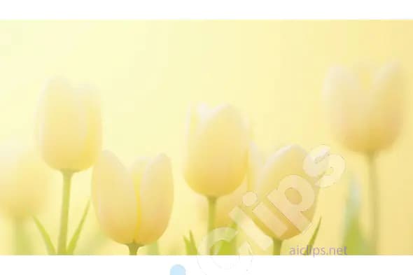 Soft Yellow Tulips in Bloom on Gentle Yellow Background